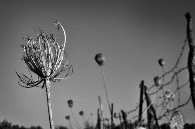 2016-10-14-guadalete-17byn